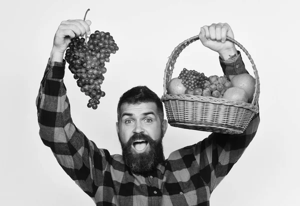 Mann mit Bart hält Korb mit Früchten und einem Strauß lila Trauben auf weißem Hintergrund. Kerl mit Ernte. Landwirt mit aufgeregtem Gesicht präsentiert Früchte — Stockfoto