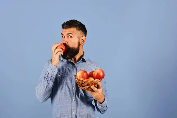 Κηπουρική και πτώση έννοια καλλιέργειες. Ο τύπος τρώει homegrown συγκομιδή. Άνδρας με γενειάδα που κρατά τα μήλα — Φωτογραφία Αρχείου