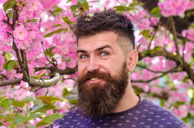 Sakal ve bıyık pembe çiçekler yakınındaki mutlu yüz üzerinde olan adam. Çiçek açan kavramı. Adam arka plan üzerinde sakura bloom ile taze saç kesimi ile sakallı. Hipster bahar sakura çiçeği yakınındaki sahiptir