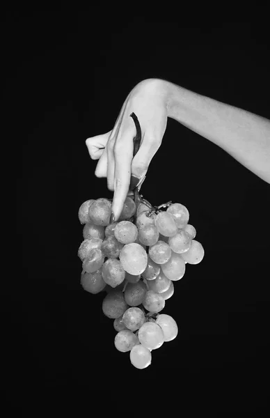 Conceito de agricultura e vinificação. Idéia da colheita da vinha do Outono. Mão feminina segura cacho de uvas — Fotografia de Stock