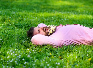 Sakallı esneme üzerinde yüz zevk doğa. Gevşeme kavramı. Daisy çiçeklerle sakalı sakallı adam çayır üzerinde yatıyordu, arka plan çimen. Hipster sakal rahatlatıcı papatya buketi ile