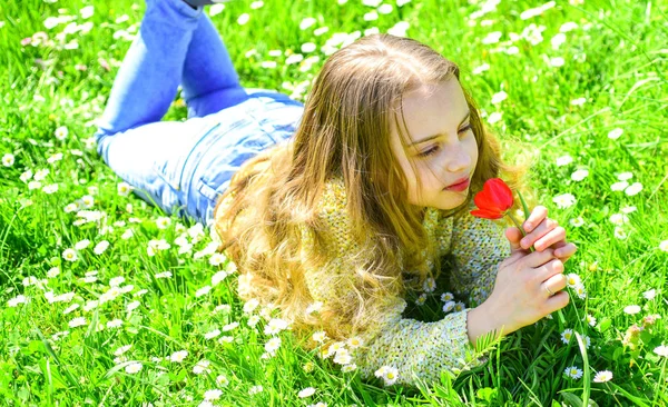 Spring break concept. Child enjoy spring sunny day while lying at meadow with daisy flowers. Girl lying on grass, grassplot on background. Girl on calm face holds red tulip flower, sniffs aroma