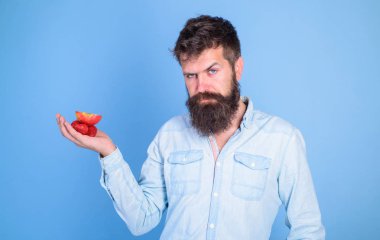 Sakallı adam katı yüz organik davranır sunmaktadır. Sakallı hippi çilek ve elma avuç içinde tutar. Muamele etmek var. Adam çilek denemek teklifler ve elma meyve mavi arka plan davranır