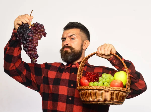 Farmer with proud face presents apples, cranberries and ripe grapes.