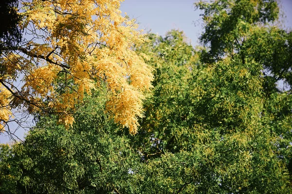 Árboles con hojas de otoño verdes y amarillas — Foto de Stock