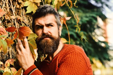 Sonbahar sarmaşık yapraklarında katı yüzlü bir adam.
