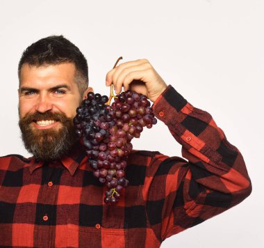 Sakallı adam bir demet mor üzüm tutuyor.