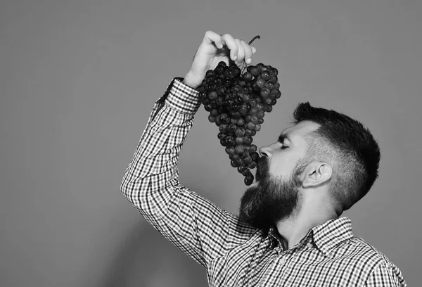 Weinbau und Herbstkulturen-Konzept. Bauer zeigt seine Ernte. Winzer isst Trauben — Stockfoto