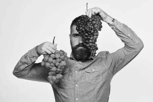 Bart hält Trauben schwarzer und grüner Trauben isoliert auf weißem Hintergrund, Bauer zeigt seine Ernte. Winzer mit ernstem Gesicht — Stockfoto