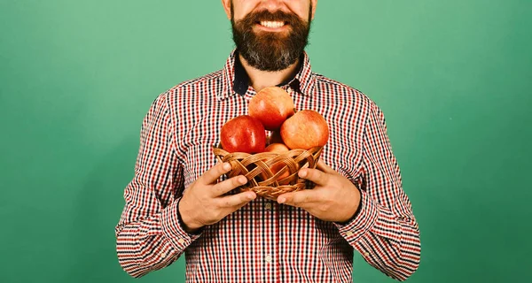 Guy presents homegrown harvest. Farmer with smile holds red apples. Man with beard