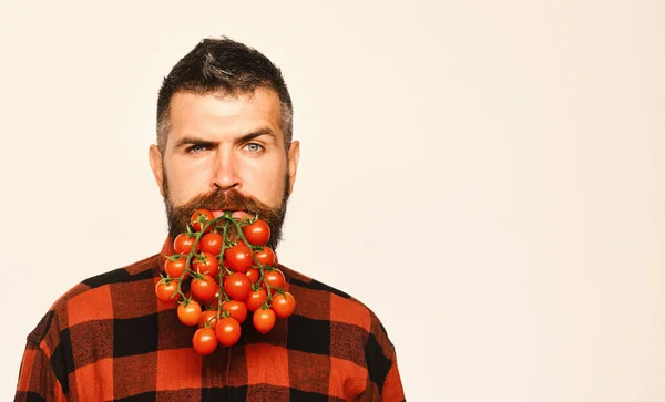 男は、彼の収穫を示しています。農業とガーデニングの概念。男のひげとしてトマト果実を保持します。 — ストック写真