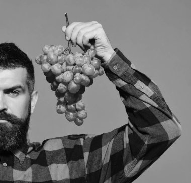Sakallı adam üzerinde yeşil arka plan izole yeşil üzüm demet tutar. Winegrower ciddi bir yüz ile küme beyaz üzüm tutar.