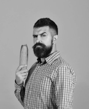 Sakallı Mısır Mısır koçanı üzerinde sarı arka plan izole tutar. Adam onun hasat gösterir. Tarım ve sonbahar bitkileri kavramı.