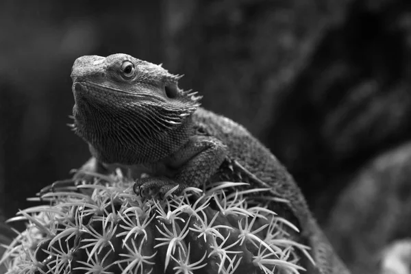Pogona vitticeps con piel verde claro camina en la naturaleza. Iguana descansa sobre cactus, de cerca. Dragón barbudo — Foto de Stock