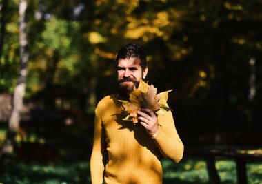Sakallı adam parkta kuru sarı yapraklar tutar. Sonbahar - Trendy modern adam yaprakları gösterilen