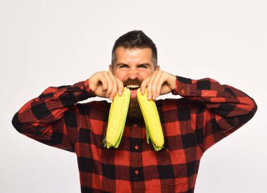 Sakallı adam olgun Mısır koçanı beyaz arka plan üzerinde izole tutar. Çiftçi neşeli yüzü ile sarı Mısır dişlerini tutar..