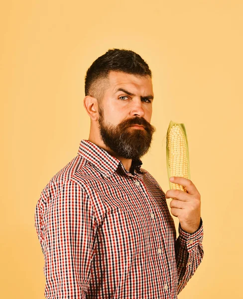 Mannen med skägg innehar majskolv isolerad på gul bakgrund. Kille visar sin skörd. Jordbruk och höstens grödor koncept. — Stockfoto