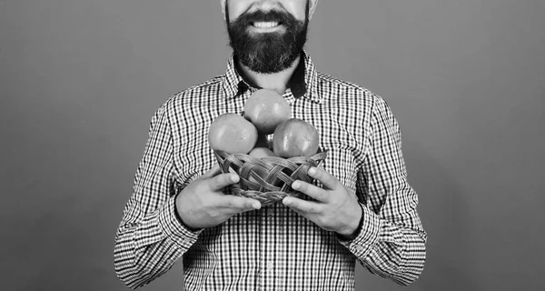 O tipo apresenta uma colheita caseira. Agricultor com sorriso segura maçãs vermelhas. Homem com barba — Fotografia de Stock