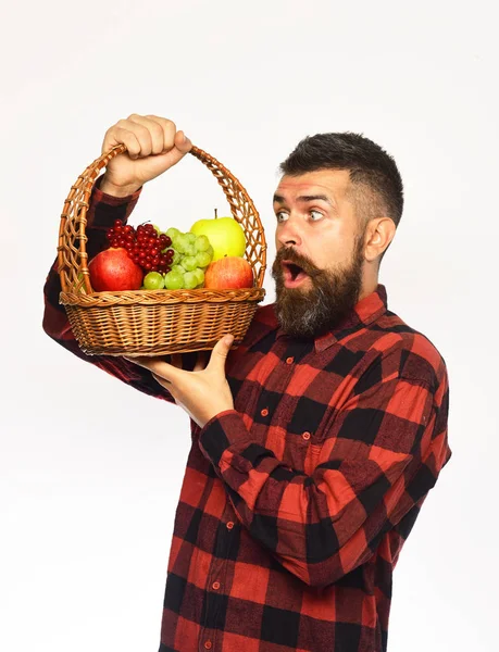 Man with beard holds basket with fruit isolated on white background. Guy holds homegrown harvest. Farmer with surprised face