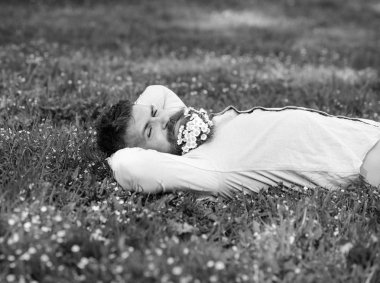 Sakallı yüzü gülen üzerinde doğa keyfini çıkarın. Gevşeme kavramı. Hippi sakal rahatlatıcı papatyalar buket. Daisy çiçeklerle sakalı sakallı adam çayır üzerinde yatıyordu, arka plan çimen