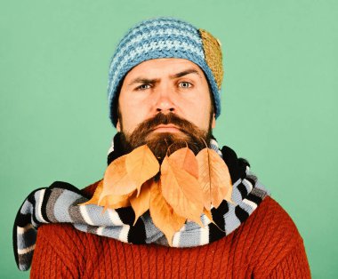 Sonbahar sezonu ve yenilikçi tarzı. Sarı kiraz adamla içinde sakal bırakır. Sonbahar ve düşen yapraklar kavramı. Adam şaşkın yüz