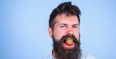 Çilek yemek uzun sakallı adam yakışıklı hippi. Hipster neşeli sulu olgun kırmızı çilek tadını çıkarın. Berry de sakallı hippi ağız. Çiğ gıda kavramı. Adam ham taze çilek tadı zevk