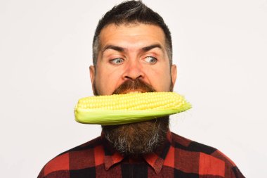 Çiftçi şok yüzü ile sarı Mısır ağzına ısırır. Tarım ve sonbahar kavramı. Sakallı Mısır Mısır koçanı tutar