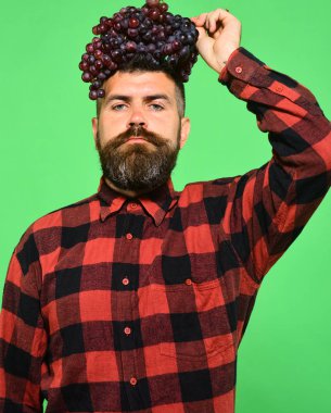 Winegrower gurur yüzü ile üzüm kümesi tutar. Şarap yapımı ve sonbahar bitkileri kavramı. Sakallı üzüm tutar