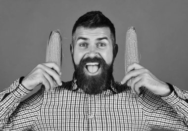 Adam onun hasat gösterir. Sakallı Mısır koçanı üzerinde yeşil arka plan izole tutar.