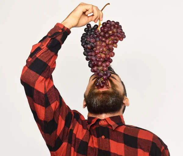 El hombre con barba sostiene racimo de uvas moradas aisladas sobre fondo blanco. El granjero muerde su cosecha. Viticultor con la cara hacia arriba come racimo de uvas —  Fotos de Stock