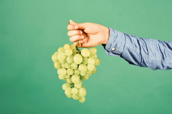 Weinbau und Gartenbaukonzept. Männliche Hand hält Weintrauben isoliert auf Grün — Stockfoto