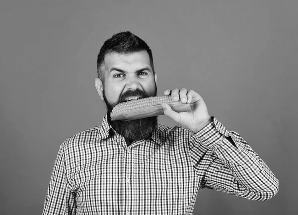 Cultivos agrícolas y otoñales. Hombre con barba muerde mazorca de maíz aislado sobre fondo verde — Foto de Stock