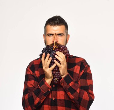 Çiftçi hasatını gösteriyor. Mor üzümleri sakal gibi tutan adam