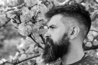Sakal ve bıyık pembe çiçekler yakınındaki katı yüzünde olan adam. Çiçek açan kavramı. Hipster bahar sakura çiçeği yakınındaki sahiptir. Adam arka plan üzerinde sakura bloom ile taze saç kesimi ile sakallı