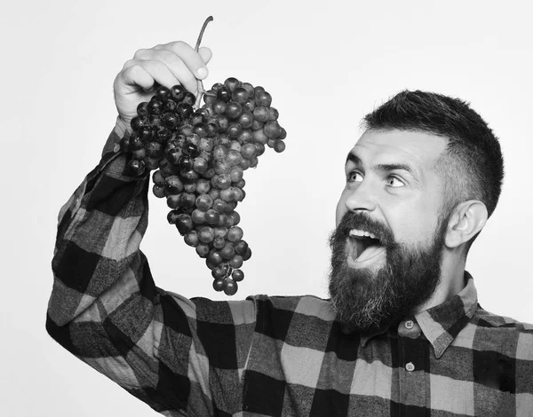 Mann mit Bart hält Strauß lila Trauben in der Hand — Stockfoto