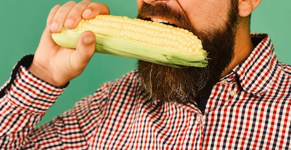 Mann mit Bart hält Maiskolben isoliert auf grünem Hintergrund. — Stockfoto