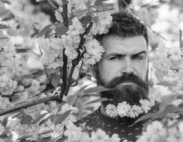 Homem com barba e bigode na cara estrita perto de flores rosa concurso. Hipster com flor de sakura na barba. Conceito de masculinidade. Homem barbudo com corte de cabelo fresco com flor de sakura no fundo — Fotografia de Stock