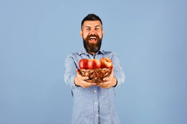 Sakallı adam hasır kase üzerinde mavi arka plan izole meyve ile tutar. Çiftçi mutlu yüz ile kırmızı elma tutar. Bahçe ve sonbahar
