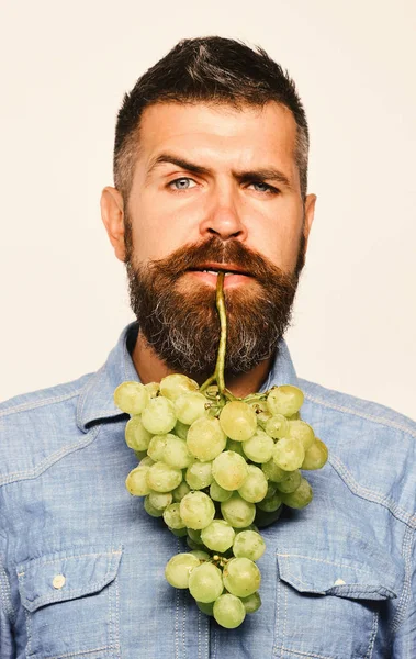 Jordbrukaren visar sin skörd. Vinframställning och höstens koncept. Mannen med skägget håller massa gröna druvor — Stockfoto