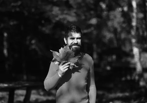 Outono - Moderno na moda cara mostrando folhas. Cara com barba mantém folhas amarelas secas no parque — Fotografia de Stock