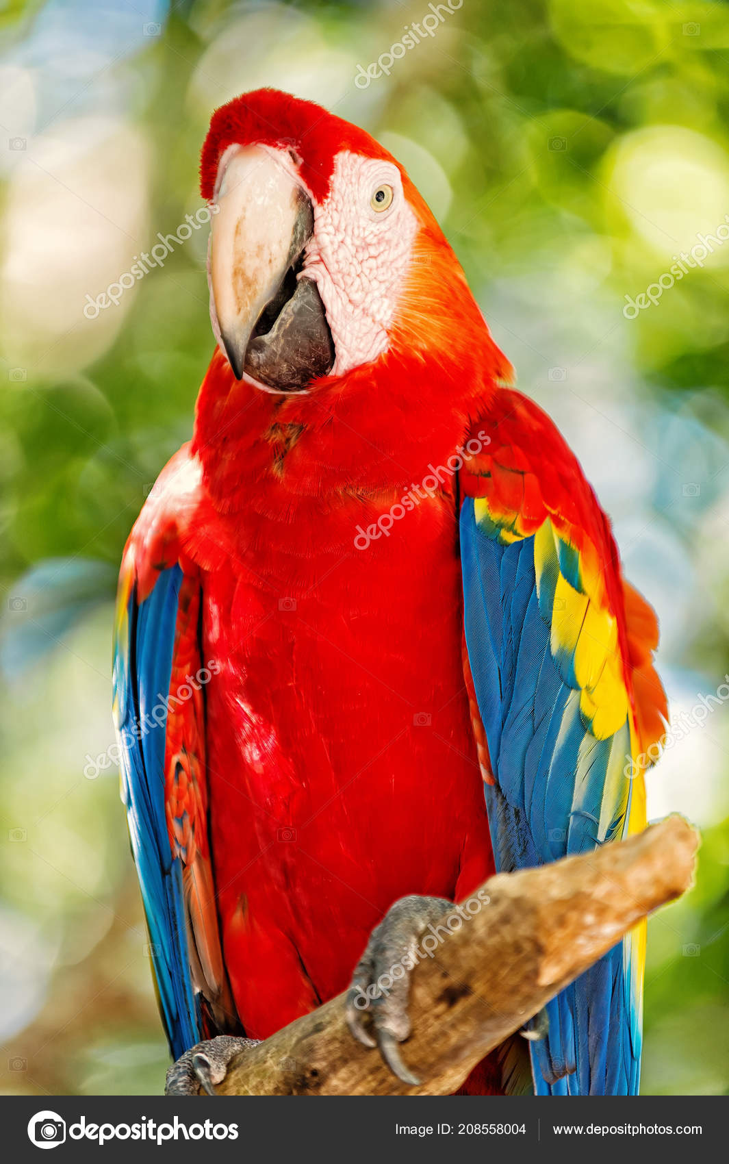 Fortrolig uendelig Følg os Red, blue, yellow ara parrot outdoor. beautiful cute funny bird of red,  blue, yellow feathered ara parrot outdoor on green natural background. red  macaw parrot ara Stock Photo by ©stetsik 208558004