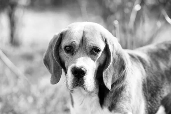 Perro con orejas largas en verano al aire libre. Beagle camina al aire libre. Linda mascota en un día soleado. Compañero o amigo y concepto de amistad. Caza y detección de perros — Foto de Stock