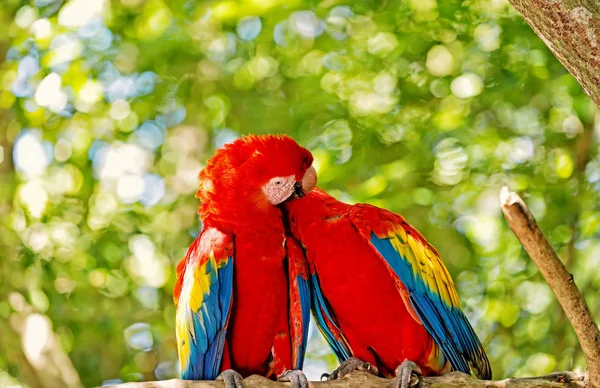 Red ara or macaw parrots on green natural background — Stock Photo, Image
