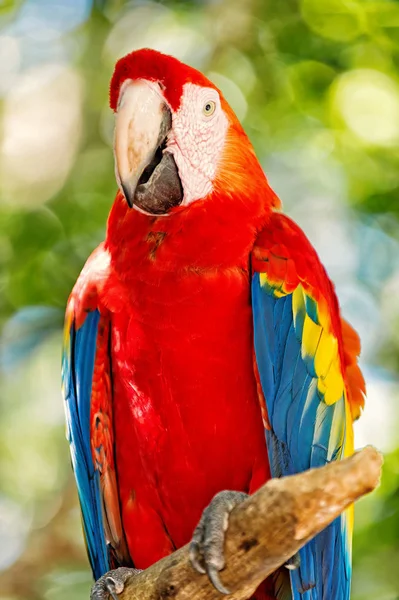 Röd, blå, gul ara papegoja utomhus. vacker Söt rolig fågel av röd, blå, gul befjädrade ara papegoja utomhus på grön naturliga bakgrund. röd Ara papegoja ara — Stockfoto