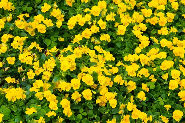 Pansy blommor i blom i Hamilton, Bermuda. Gula pansy blommor med gröna blad. Blommor som blommar i trädgården. Blomsteraffär. Våren eller sommaren pansy bloom — Stockfoto