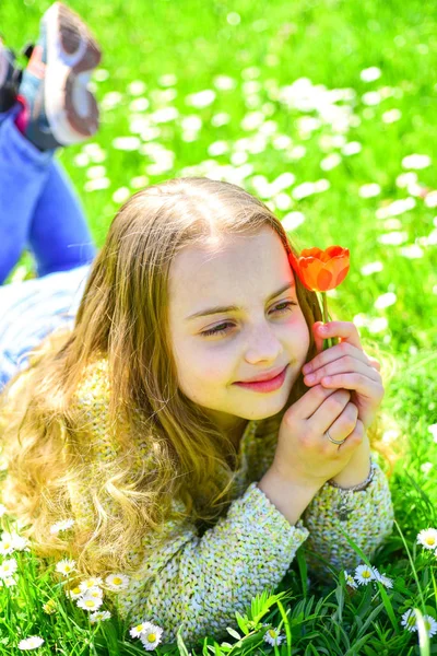 Spring break concept. Child enjoy spring sunny day while lying at meadow with daisy flowers. Girl on smiling face holds red tulip flower, enjoy aroma. Girl lying on grass, grassplot on background