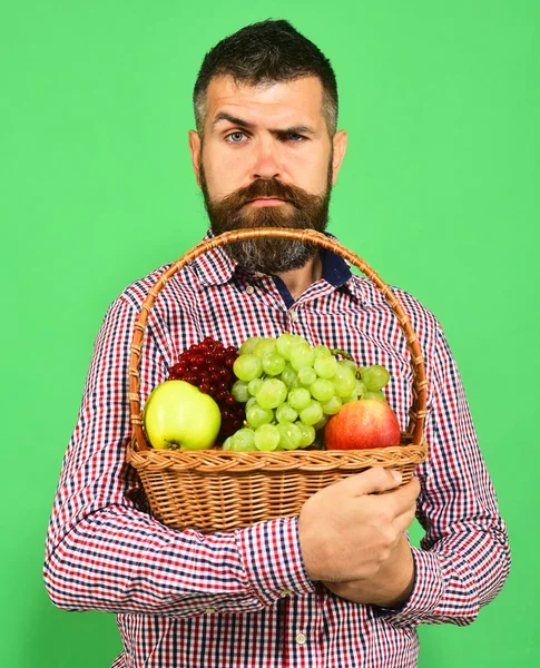 Man with beard holds basket with fruit isolated on green background. Farming and gardening concept. Guy holds homegrown harvest.