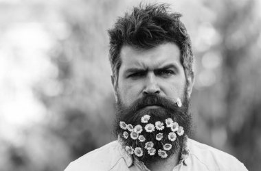 Erkeklik kavramı. Hippi katı yüz, Doğa arka plan, kopya alanı. İle adam sakal ve bıyık zevk bahar, yeşil ağaçlar arka plan. Sakal papatya veya papatya çiçekleri ile adam