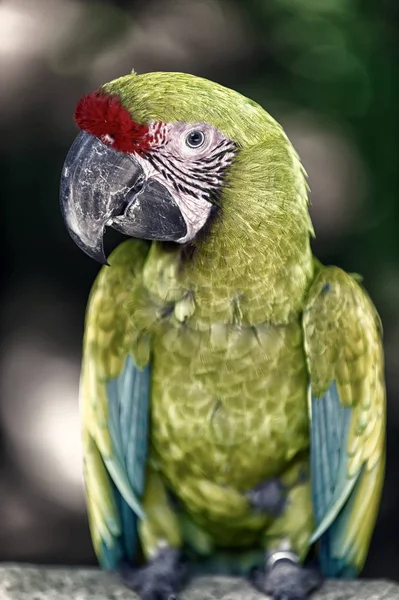 Πράσινο παπαγάλος macaw ara εξωτερική. Ara μακώ παπαγάλος. όμορφη χαριτωμένο αστείο πουλί του κόκκινου φτερωτά ara μακώ παπαγάλος εξωτερική σε πράσινο φόντο φυσικά — Φωτογραφία Αρχείου