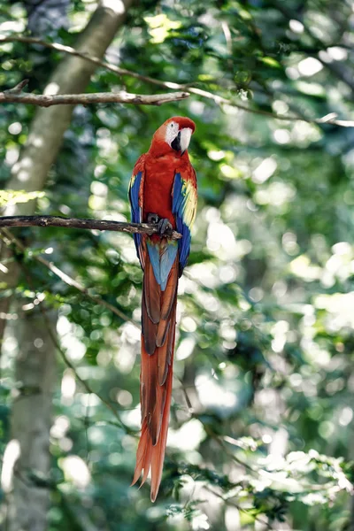 Vermelho, azul, papagaio ara amarelo ao ar livre. ara papagaio arara. bonito bonito engraçado pássaro de vermelho, azul, amarelo penas ara papagaio ao ar livre no fundo natural verde — Fotografia de Stock